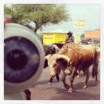 Ft. Worth Cattle Dr-EYE-ve